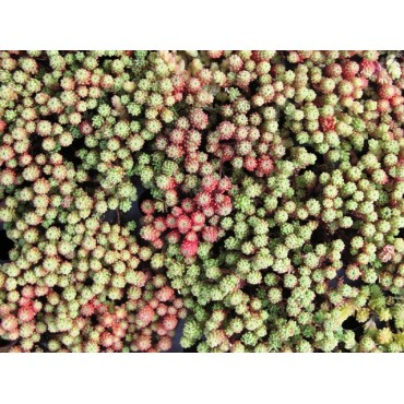 Sedum Lydium
